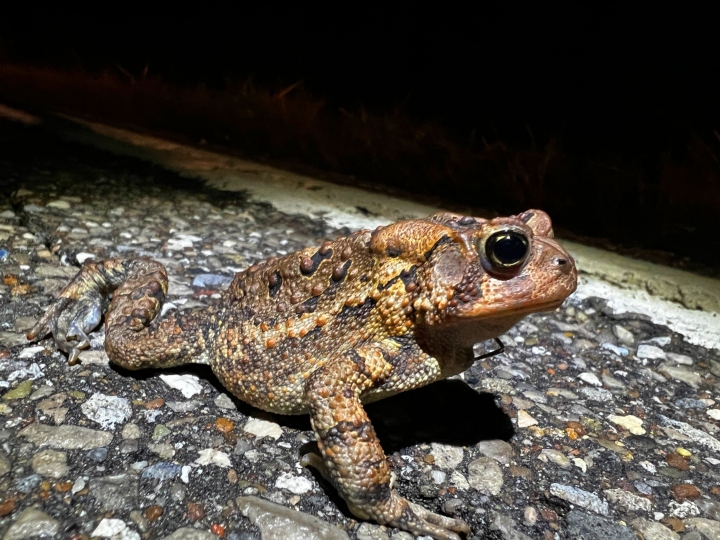 American Toad